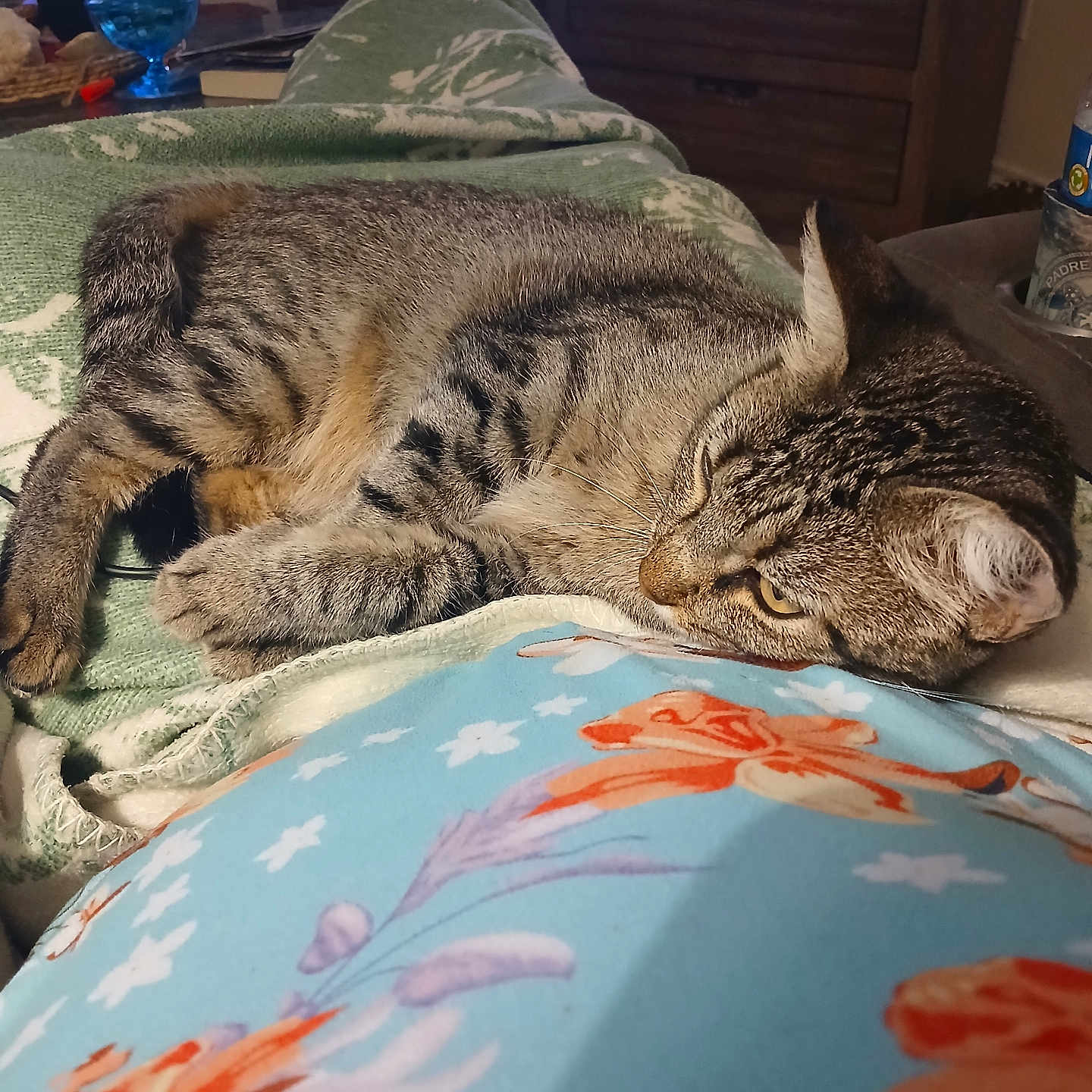Tiny is registered to the contest to win money with this photo: cat, tabby_cat, blanket, floral_pattern, pillow, indoor, resting, relaxed, striped_fur, feline, pet, cozy, home, comfort, sleepy, animal, domestic, soft_lighting, close_up, laying_down
