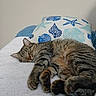 Tiny is registered to the contest to win money with this photo: cat, tabby, sleeping, cozy, blanket, pillow, indoor, pet, feline, resting, striped, closeup, fur, animal, cute, domestic, relaxing, soft, bed, calm