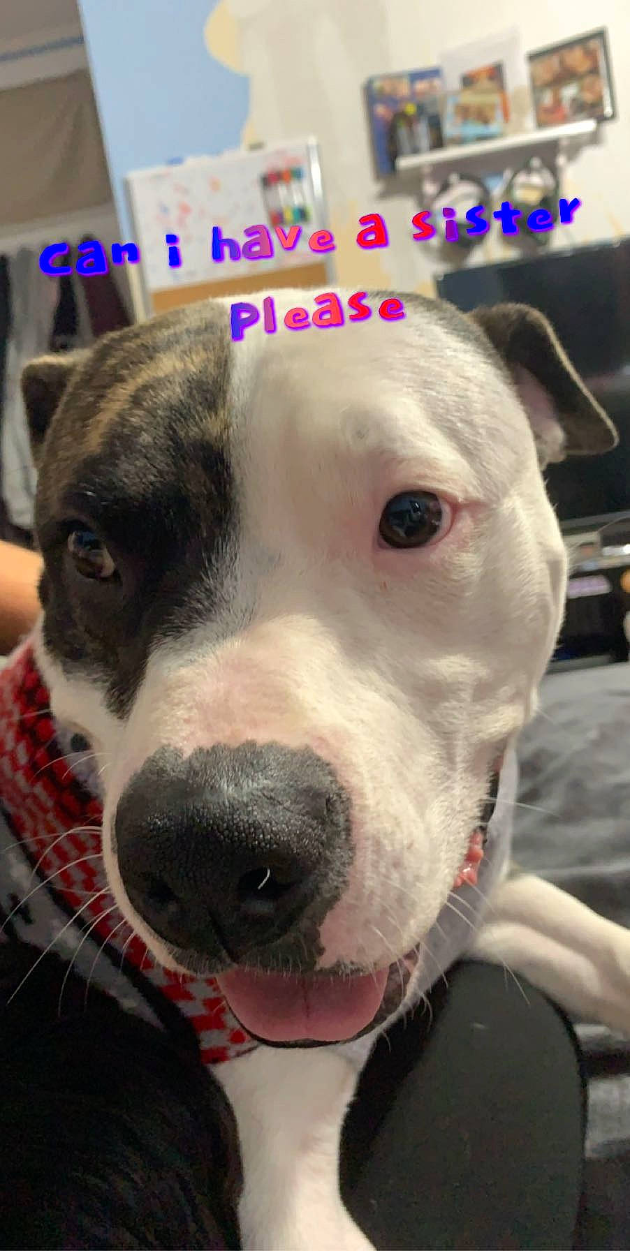 Milo is registered to the contest to win money with this photo: canidae, carnivore, collar, companion_dog, dog, dog_breed, dogo_guatemalteco, jaw, pattern, pet_supply, snout, vertebrate, whiskers, working_animal, working_dog