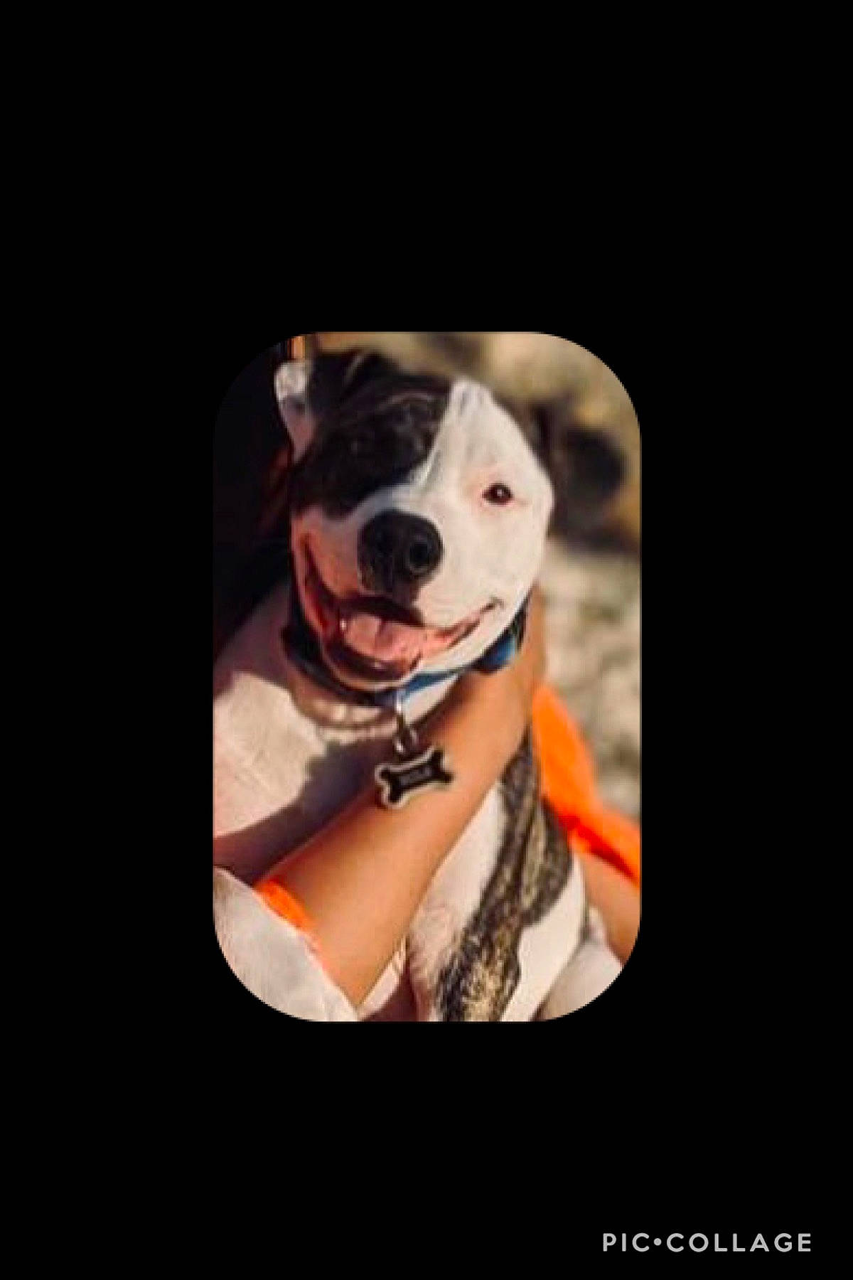 Milo is registered to the contest to win money with this photo: canidae, carnivore, collar, companion_dog, dog, dog_breed, dog_collar, dog_supply, fur, pet_supply, snout, sporting_group, whiskers, working_animal, working_dog