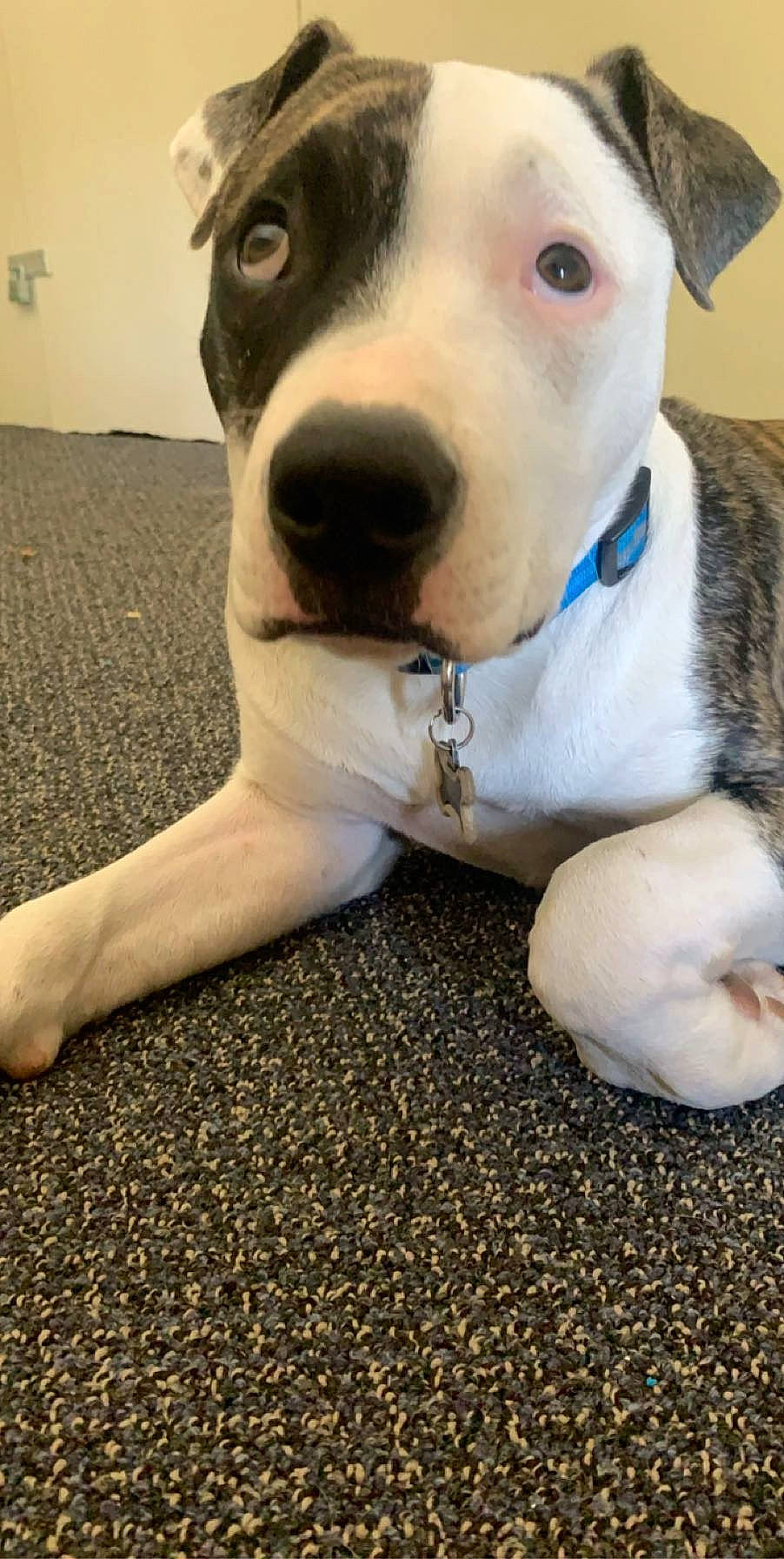 Milo joined the competition — help win amazing prizes! canidae, carnivore, collar, companion_dog, dog, dog_breed, dog_collar, dog_supply, dogo_guatemalteco, fawn, non_sporting_group, pebble, pet_supply, snout, sporting_group, terrier, whiskers, working_animal, working_dog