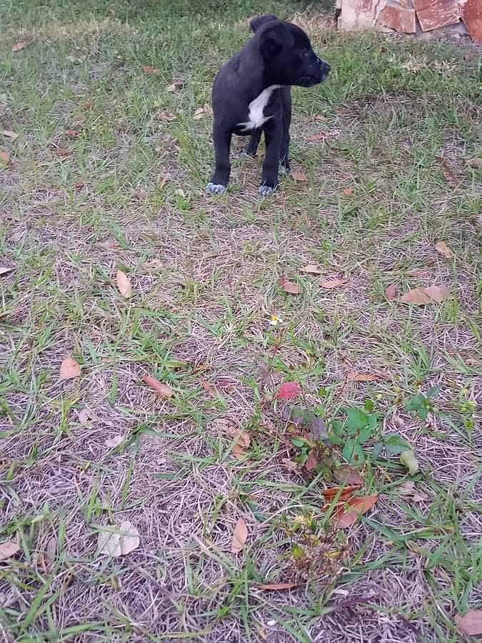 Nala Mae is registered to the contest to win money with this photo: dog_breed, giant_anteater, grass, grassland, groundcover, herb, herbaceous_plant, pasture, plant, shrub, soil, sporting_group, tail, terrestrial_animal, wildlife