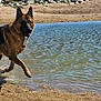 Utah a rejoint le concours — aidez-le/la à gagner de superbes lots ! dog, german_shepherd, water, sand, stick, outdoor, animal, pet, playful, splash, nature, rocks, sunlight, canine, running, energetic, lake, shore, summer, daytime
