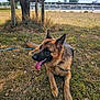 Utah a rejoint le concours — aidez-le/la à gagner de superbes lots ! dog, german_shepherd, tongue_out, lying_down, grass, outdoor, sunny, tree, fence, collar, pet, canine, animal, nature, daytime, ears_up, happy, field, leash, muzzle
