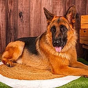 Utah participe au concours pour gagner de l'argent avec cette photo : german_shepherd, dog, lying_down, tongue_out, mat, woven_mat, artificial_grass, wooden_wall, wooden_crates, pet, animal, canine, fur, ears, indoor, relaxed, portrait, brown, black, friendly