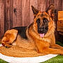 german_shepherd, dog, lying_down, tongue_out, mat, woven_mat, artificial_grass, wooden_wall, wooden_crates, pet, animal, canine, fur, ears, indoor, relaxed, portrait, brown, black, friendly