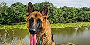 Utah participe au concours pour gagner de l'argent avec cette photo : dog, german_shepherd, muddy, tongue_out, leash, sitting, rock, dry_grass, pond, lily_pads, trees, nature, outdoor, cloudy_sky, water, animal, pet, canine, happy, landscape