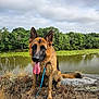 dog, german_shepherd, muddy, tongue_out, leash, sitting, rock, dry_grass, pond, lily_pads, trees, nature, outdoor, cloudy_sky, water, animal, pet, canine, happy, landscape