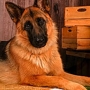 Utah participe au concours pour gagner de l'argent avec cette photo : german_shepherd, dog, pet, animal, canine, fur, ears, portrait, looking, lying_down, indoor, wooden_background, crate, cozy, carpet, resting, close_up, mammal, domestic_animal, household_pet
