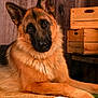german_shepherd, dog, pet, animal, canine, fur, ears, portrait, looking, lying_down, indoor, wooden_background, crate, cozy, carpet, resting, close_up, mammal, domestic_animal, household_pet