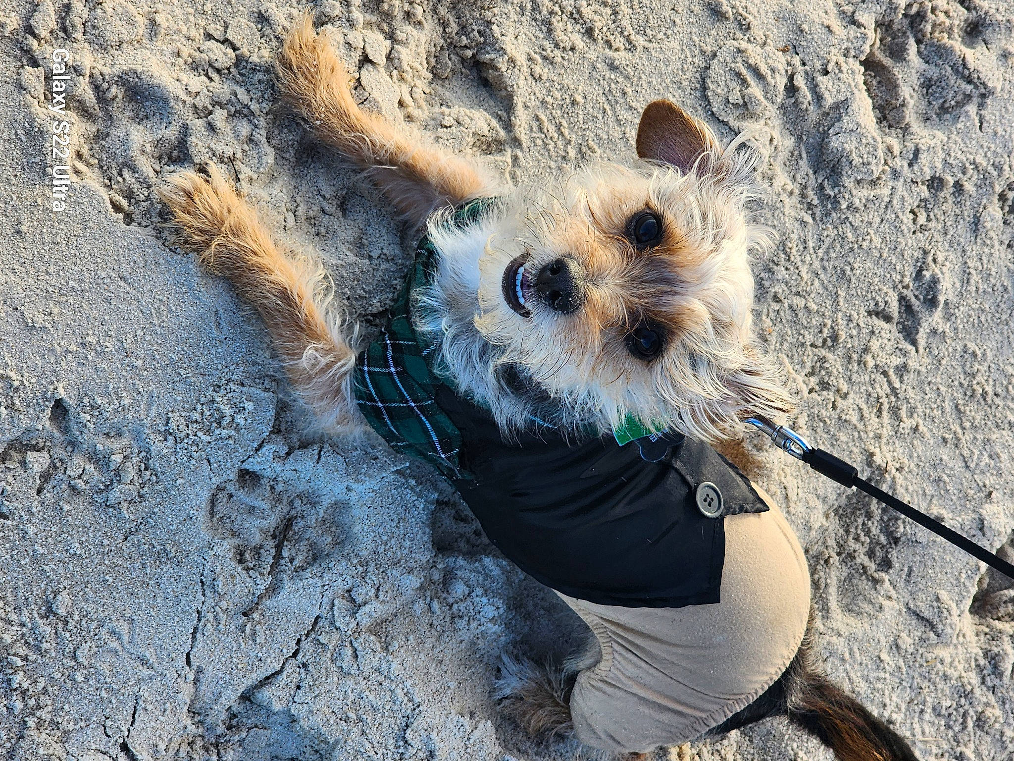 Sir Charles joined the competition — help win amazing prizes! canidae, carnivore, companion_dog, dog, dog_breed, fawn, foot, fur, landscape, leash, rock, sand, shadow, sitting, snout, soil, sporting_group, terrier, wildlife, wood