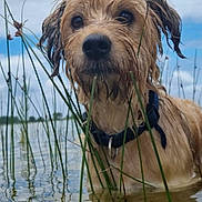 Pixy participe au concours pour gagner de l'argent avec cette photo : dog, wet, water, grass, outdoor, nature, animal, canine, collar, shallow_water, sky, cloudy, curious, portrait, closeup, fur, ears, snout, eyes, lake