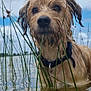dog, wet, water, grass, outdoor, nature, animal, canine, collar, shallow_water, sky, cloudy, curious, portrait, closeup, fur, ears, snout, eyes, lake