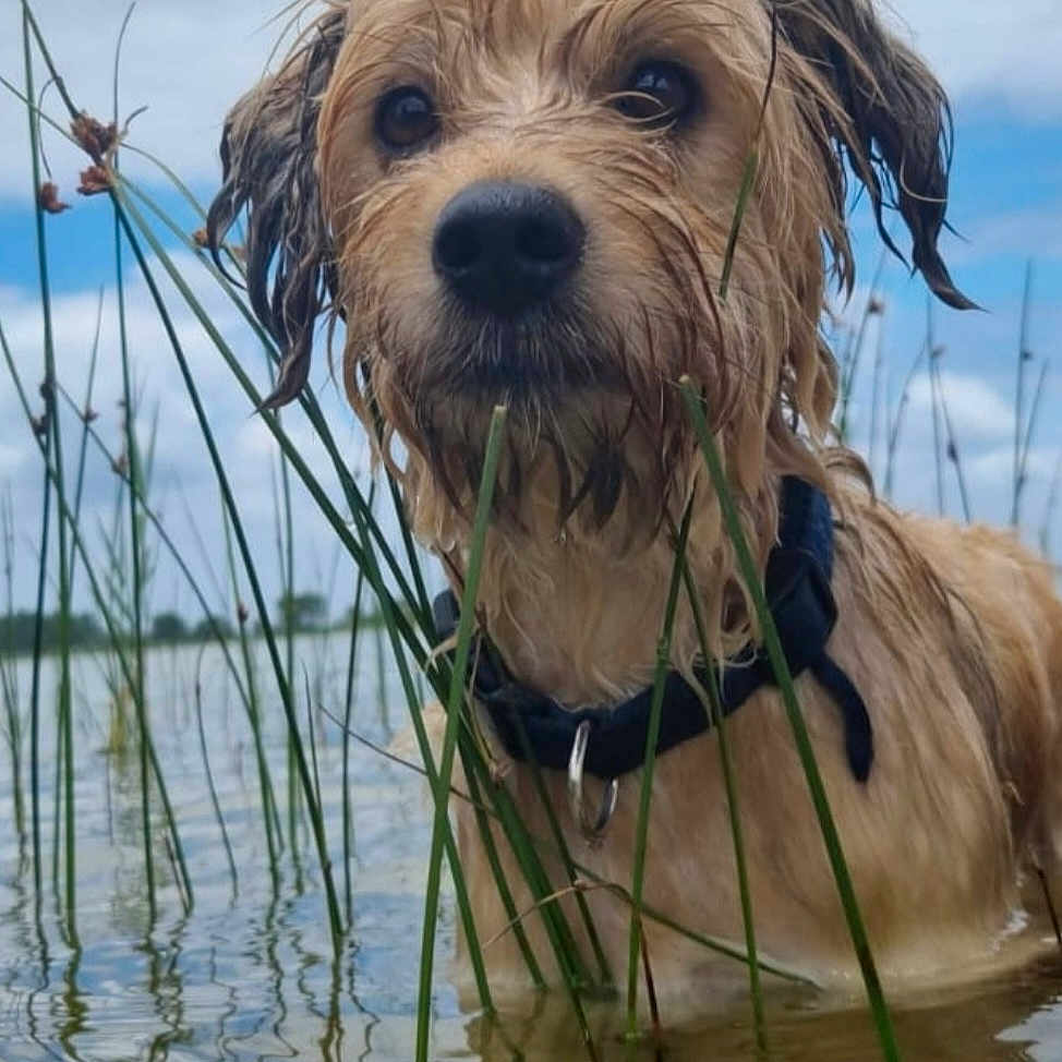 Pixy