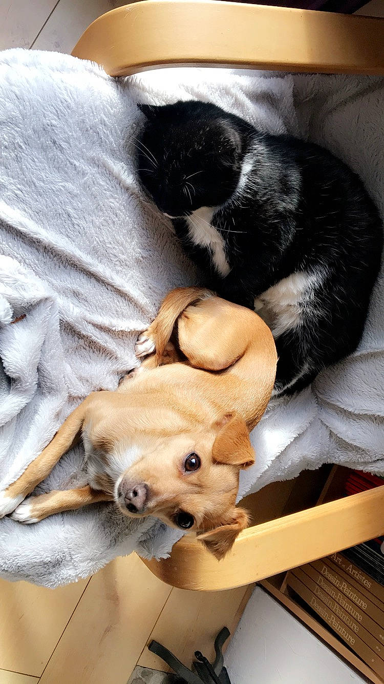 Kinai participe au concours pour gagner de l'argent avec cette photo : canidae, carnivore, companion_dog, dog, dog_breed, fawn, mammal, nap, puppy, puppy_love, sporting_group, vertebrate