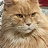 Tigrou participe au concours pour gagner de l'argent avec cette photo : cat, ginger_cat, fluffy, longhaired, feline, pet, animal, portrait, close_up, golden_eyes, whiskers, fur, orange, cream, indoors, cozy, seated, staring, patterned_fabric, red_background