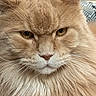 Tigrou a rejoint le concours — aidez-le/la à gagner de superbes lots ! cat, ginger_cat, close_up, portrait, feline, fur, whiskers, eyes, nose, ears, face, long_hair, orange, cream, staring, serious, indoors, pet, animal, photography