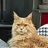 cat, ginger_cat, fluffy, long_hair, feline, pet, animal, portrait, closeup, staring, yellow_eyes, whiskers, ears, fur, indoor, living_room, furniture, table, buddha_statue, cushions