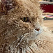 Tigrou participe au concours pour gagner de l'argent avec cette photo : cat, fluffy_cat, long_hair, feline, close_up, portrait, golden_eye, whiskers, ears, nose, fur, cream_colored, brown_fur, pet, animal, indoor, shallow_depth_of_field, soft_background, detailed, majestic