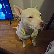 Tina a rejoint le concours — aidez-le/la à gagner de superbes lots ! dog, white_dog, indoor, wooden_floor, television, electronics, necklace, cross, pet, animal, sitting, brown_spot, fur, canine, floor, leash, collar, household, table_leg, cords