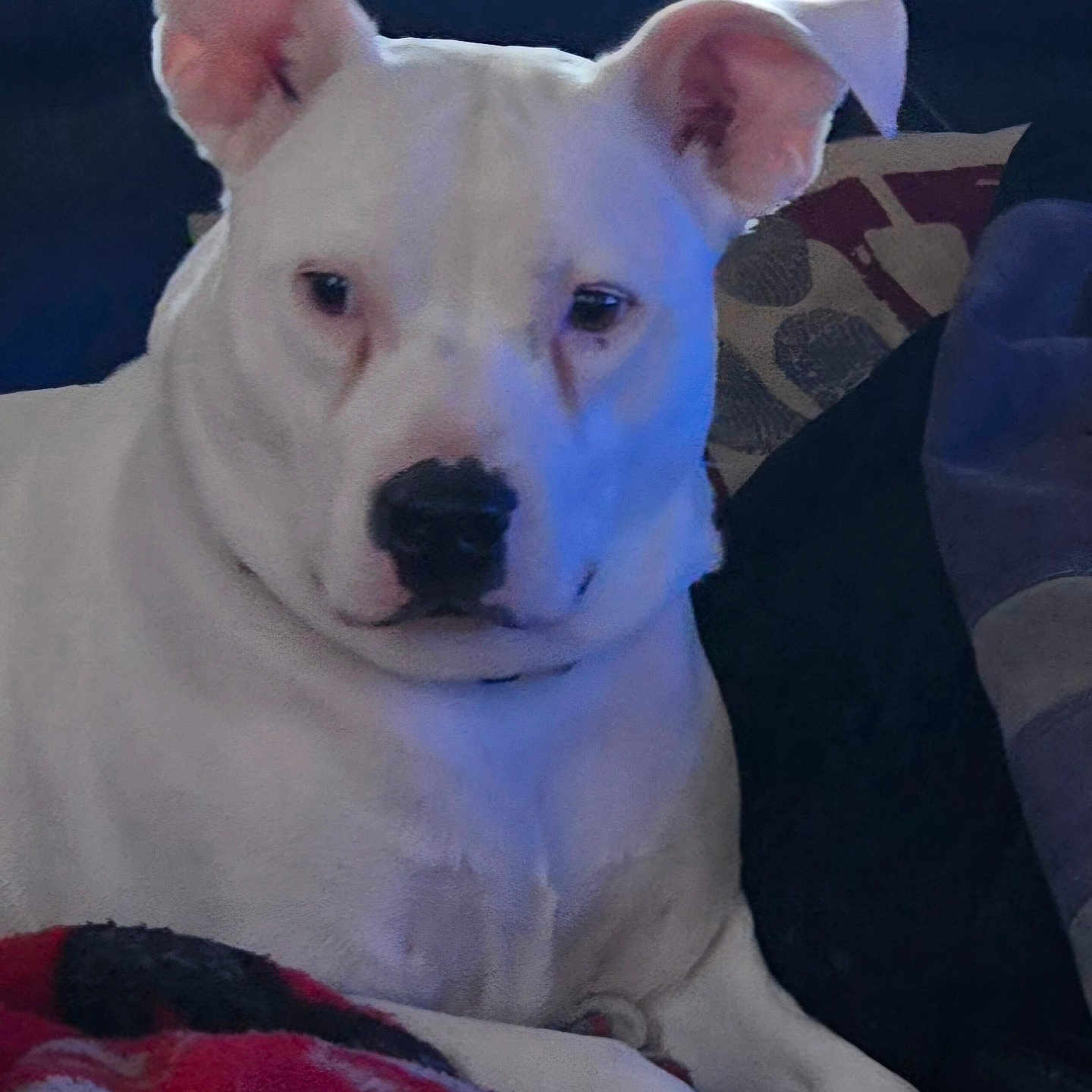 Luna is registered to the contest to win money with this photo: animal, blanket, canine, comfort, companion, couch, dog, domestic_animal, ears, face, fur, home, indoor, pet, pillow, relaxed, resting, seated, snout, white_dog