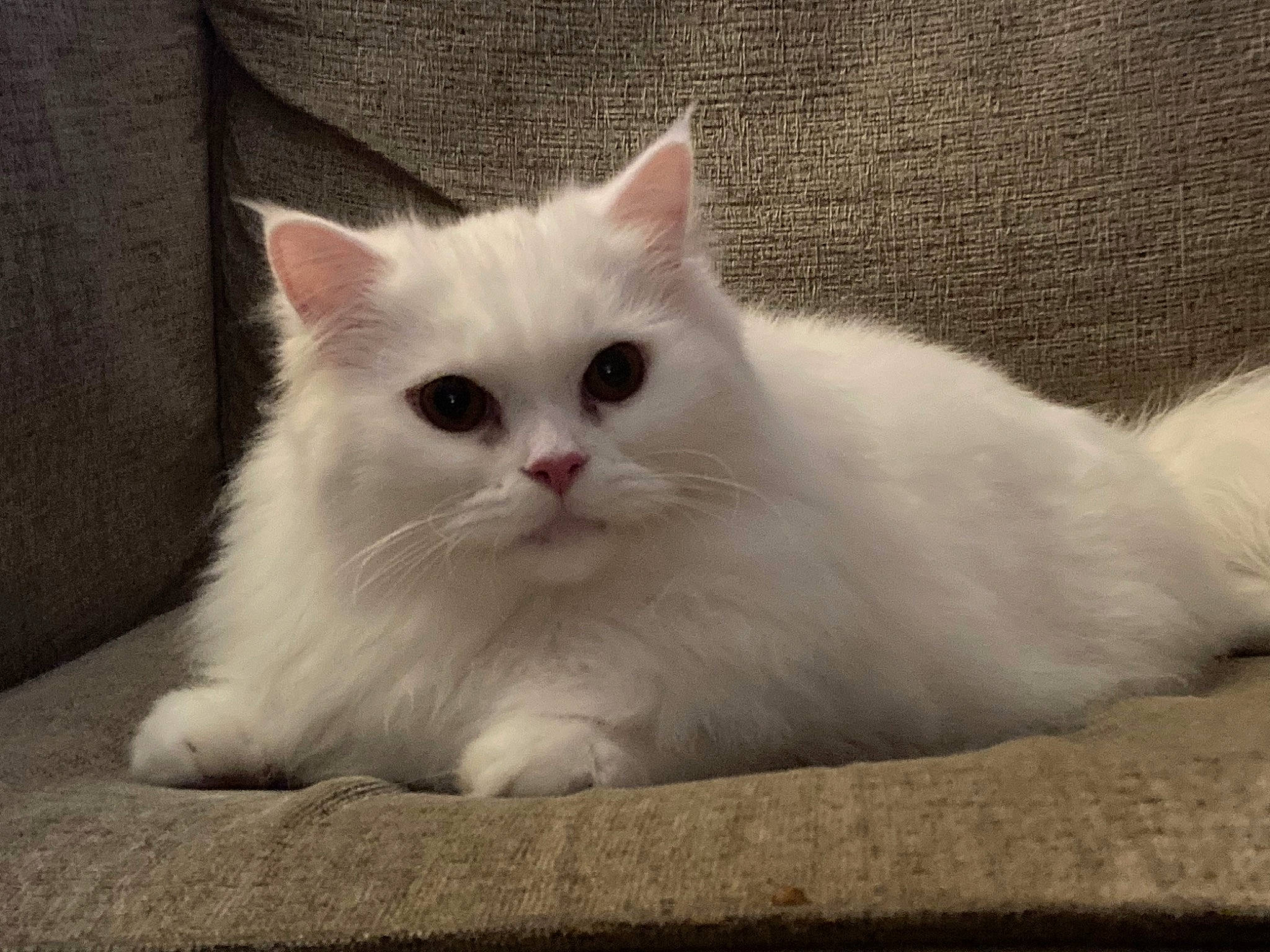 Bucky joined the competition — help win amazing prizes! carnivore, cat, comfort, composite_material, felidae, fur, paw, small_to_medium_sized_cats, snout, tail, terrestrial_animal, whiskers