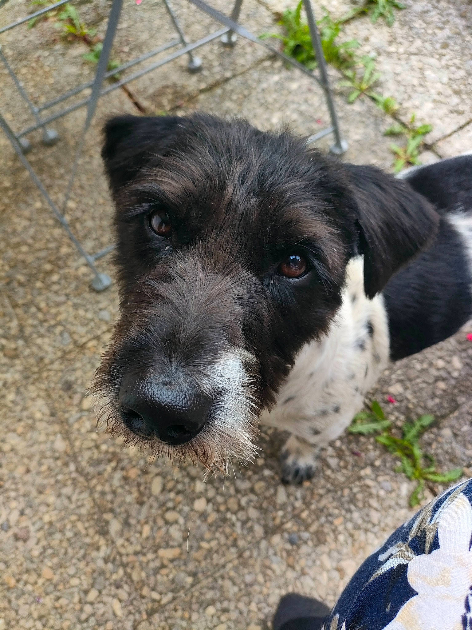 Sarko participe au concours pour gagner de l'argent avec cette photo : canidae, carnivore, companion_dog, dog, dog_breed, dog_collar, fur, paw, puppy, soil, sporting_group, street_dog, terrestrial_animal, terrier, whiskers, working_animal