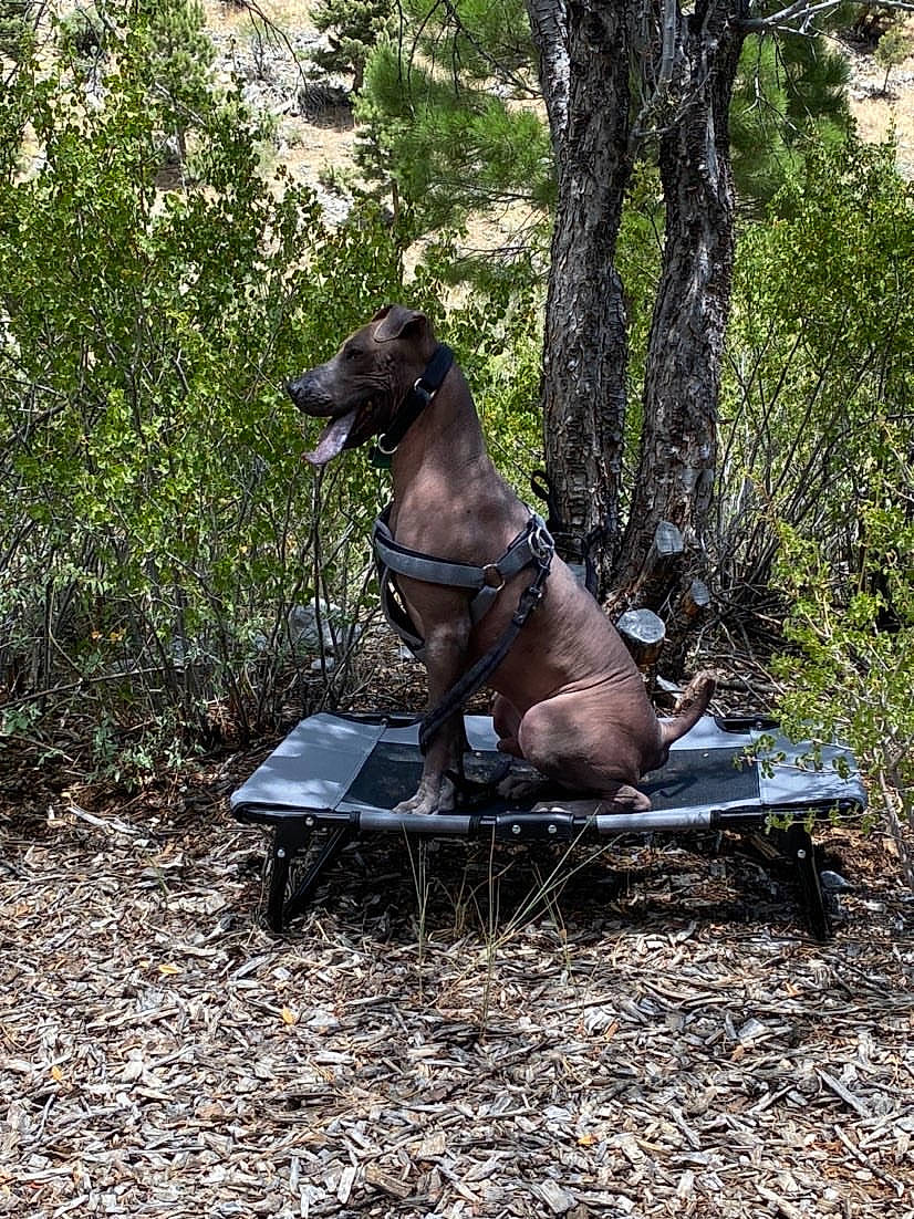 Cortez joined the competition — help win amazing prizes! bavarian_mountain_hound, botany, canidae, carnivore, dog, dog_breed, fawn, hunting_dog, plant, sculpture, statue, wildlife