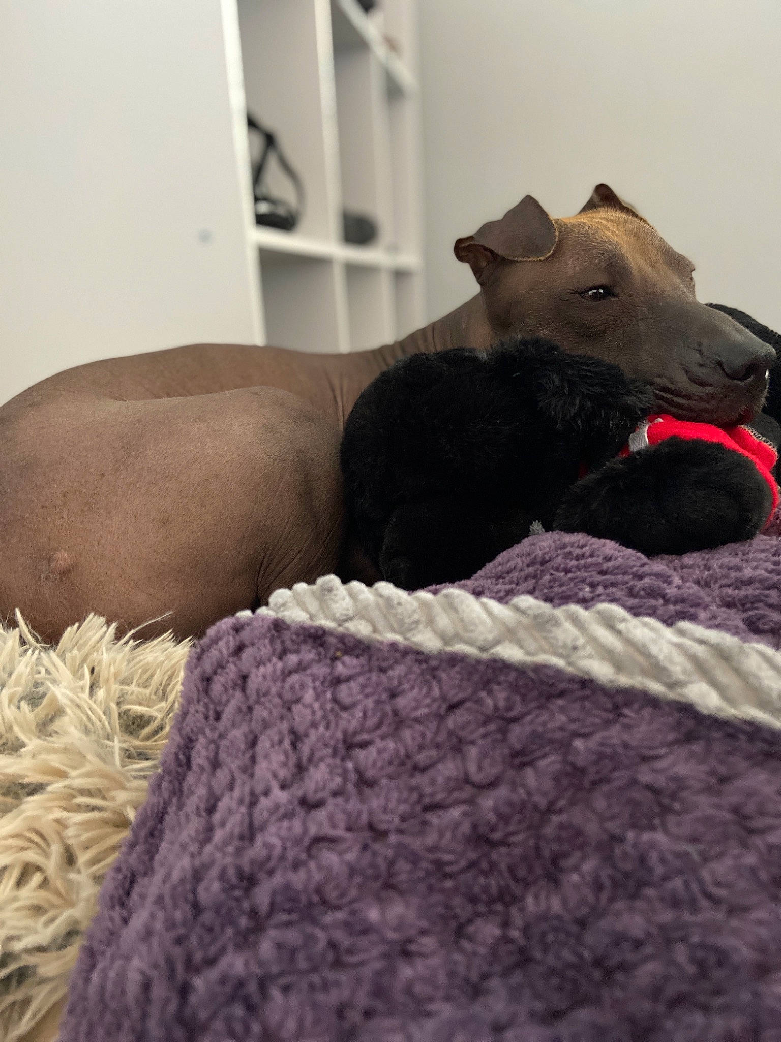Cortez joined the competition — help win amazing prizes! canidae, carnivore, dog, dog_breed, fawn, fur, greyhound, italian_greyhound, lurcher, nap, peruvian_hairless_dog, sighthound, snout, whippet