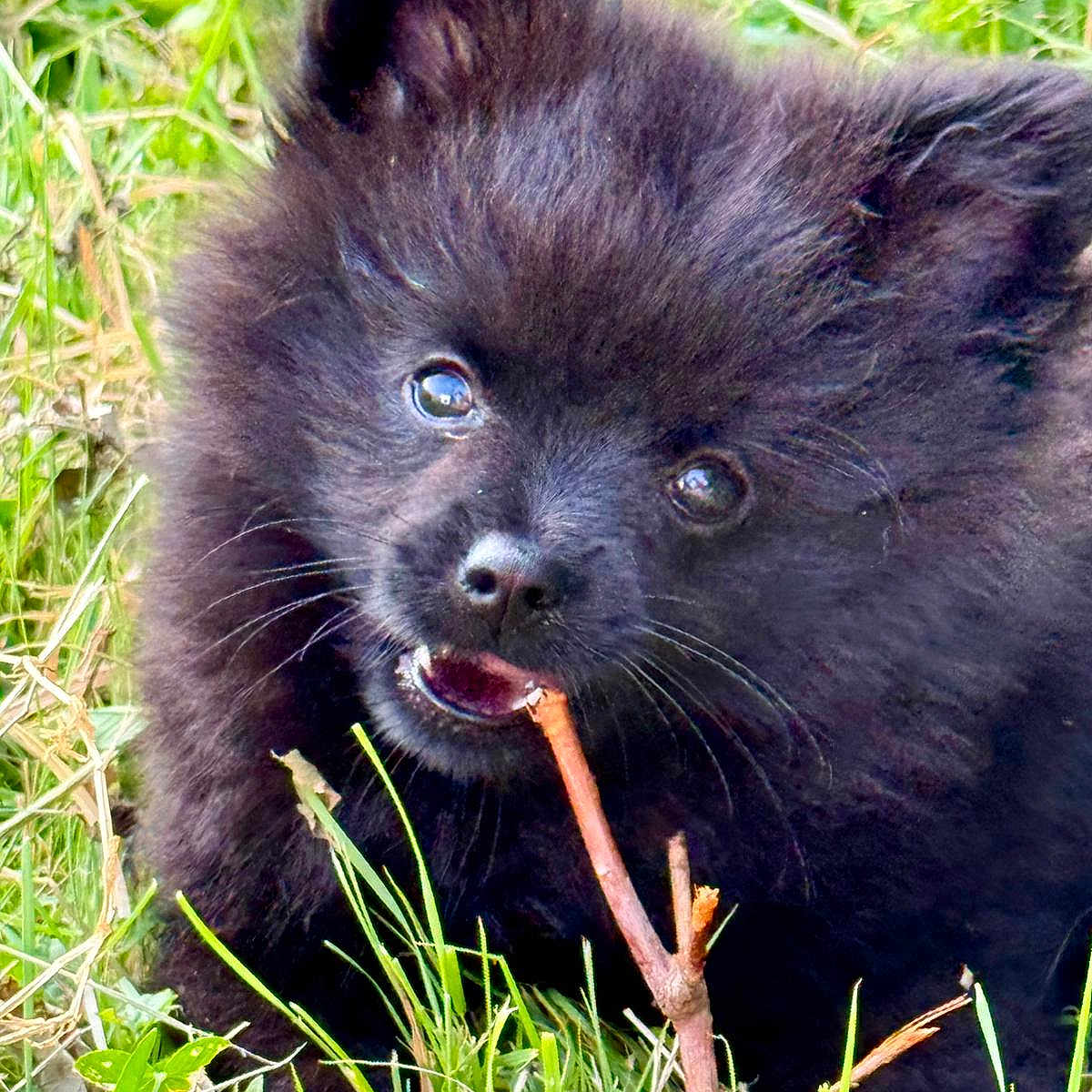 Albator a rejoint le concours — aidez-le/la à gagner de superbes lots ! adorable, animal, black_fur, chewing, closeup, cute, dog, eyes, fur, grass, greenery, nature, outdoor, pet, playful, puppy, snout, stick, whiskers, young_dog