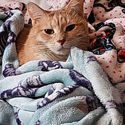 Peaches joined the competition — help win amazing prizes! cat, orange_cat, tabby, pet, animal, blanket, soft_texture, cozy, resting, indoor, comfort, feline, close_up, warm_colors, sleepy, cute, relaxed, fur, domestic_animal, home
