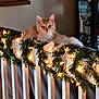 Peaches joined the competition — help win amazing prizes! animal, background, cat, christmas, cozy, decorations, fairy_lights, festive, fluffy, furniture, holiday_garland, home, indoor, lighting, orange_cat, pet, railing, relaxed, resting, soft_light