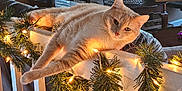 Peaches joined the competition — help win amazing prizes! box, cat, christmas_lights, cozy, decor, festive, furniture, garland, holiday, home, indoor, lamp, living_room, orange_tabby, ornament, pet, plant, railing, relaxed, table