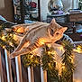 box, cat, christmas_lights, cozy, decor, festive, furniture, garland, holiday, home, indoor, lamp, living_room, orange_tabby, ornament, pet, plant, railing, relaxed, table