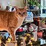 cat, christmas_lights, cozy, decorations, domestic_animal, festive, furniture, greenery, holiday_decor, indoor, living_room, orange_cat, pet, plant, railing, santa_claus_figure, table, white_cat, window, wrapped_presents