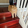 Mango joined the competition — help win amazing prizes! animal, balusters, carpet, cat, contemplative, domestic, feline, floor, fur, home, indoor, looking_down, orange_cat, pet, quiet, railing, resting, slippers, stairs, wooden_stairs