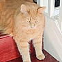Mango is registered to the contest to win money with this photo: animal, banister, calm, cat, cute, domestic, feline, fluffy, fur, household, indoor, looking_down, mammal, orange_cat, paws, pet, stairs, standing, whiskers, wood_floor