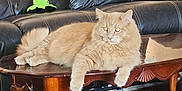 Mango joined the competition — help win amazing prizes! animal, carpet, cat, coffee_table, cute, domestic_cat, feline, fluffy, furniture, household, indoor, leather_couch, living_room, orange_cat, pet, relaxed, resting, tabby, toy, wooden_table