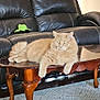 animal, carpet, cat, coffee_table, cute, domestic_cat, feline, fluffy, furniture, household, indoor, leather_couch, living_room, orange_cat, pet, relaxed, resting, tabby, toy, wooden_table