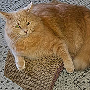 Mango is registered to the contest to win money with this photo: animal, carpet, cat, closeup, cute, domestic_cat, feline, fluffy_fur, fur, green_eyes, indoor, looking, mammal, orange_cat, paw, pet, relaxed, resting, scratching_pad, whiskers
