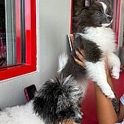 Jadore Dior. Chrome. joined the competition — help win amazing prizes! dog, puppy, black_and_white, fluffy, indoor, person, tattoo, holding, window, red_frame, curious, portrait, cute, pet, animal, furry, looking, face, hand, table