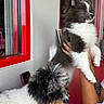 dog, puppy, black_and_white, fluffy, indoor, person, tattoo, holding, window, red_frame, curious, portrait, cute, pet, animal, furry, looking, face, hand, table
