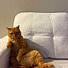 cat, orange_tabby, bow_tie, pet, feline, indoor, armchair, white_furniture, relaxed, lounging, cozy, texture, wall, cute, domestic_animal, mammal, whiskers, paw, fur, companion