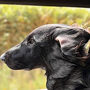 Ayrton a rejoint le concours — aidez-le/la à gagner de superbes lots ! dog, black_dog, canine, animal, pet, portrait, close_up, side_profile, floppy_ears, long_fur, shiny_coat, brown_eye, snout, nose, whiskers, car, car_window, outdoors, greenery, photography