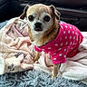 alert, animal, blanket, car_interior, chihuahua, companion, cozy, cute, dog, door_handle, fur, furry_blanket, indoors, pet, pink_sweater, polka_dots, resting_place, seat, small_dog, window