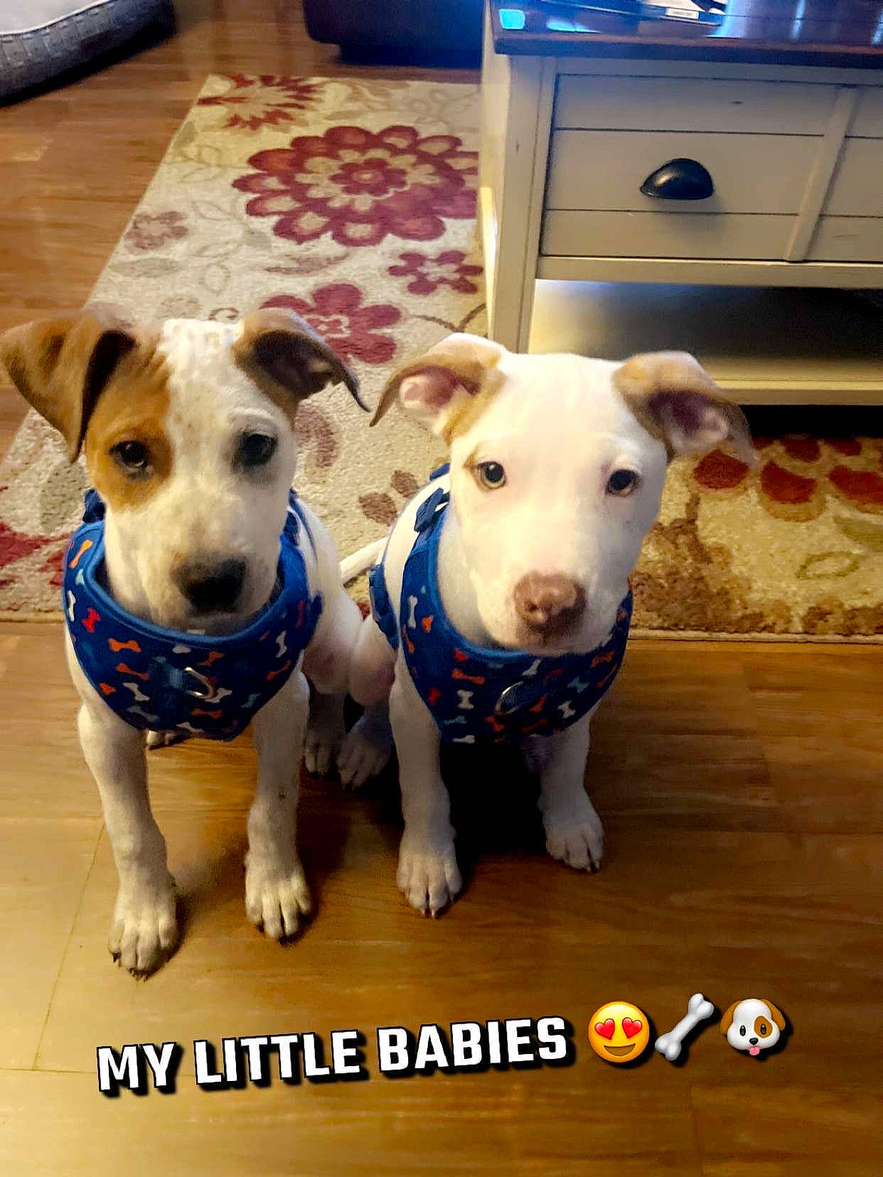 Atlas is registered to the contest to win money with this photo: blue, cabinetry, canidae, carnivore, collar, companion_dog, dog, dog_breed, dog_collar, dog_supply, drawer, fawn, flooring, kitchen_appliance, pet_supply, photo_caption, snout, sporting_group, white, working_animal