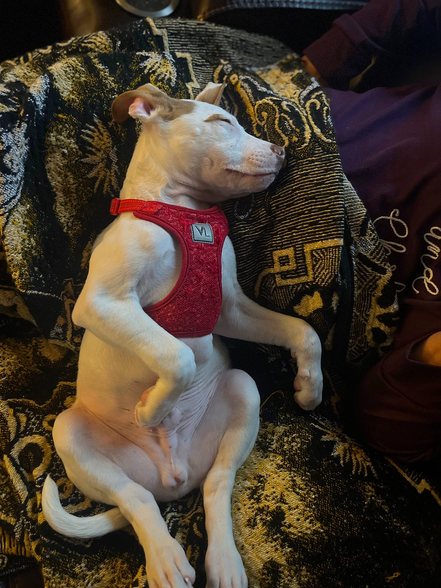 Atlas is registered to the contest to win money with this photo: art, canidae, carmine, carnivore, companion_dog, dog, dog_breed, fawn, human_leg, livestock, metal, snout, sporting_group, statue, tail, terrestrial_animal, thigh, toy, toy_dog, working_animal