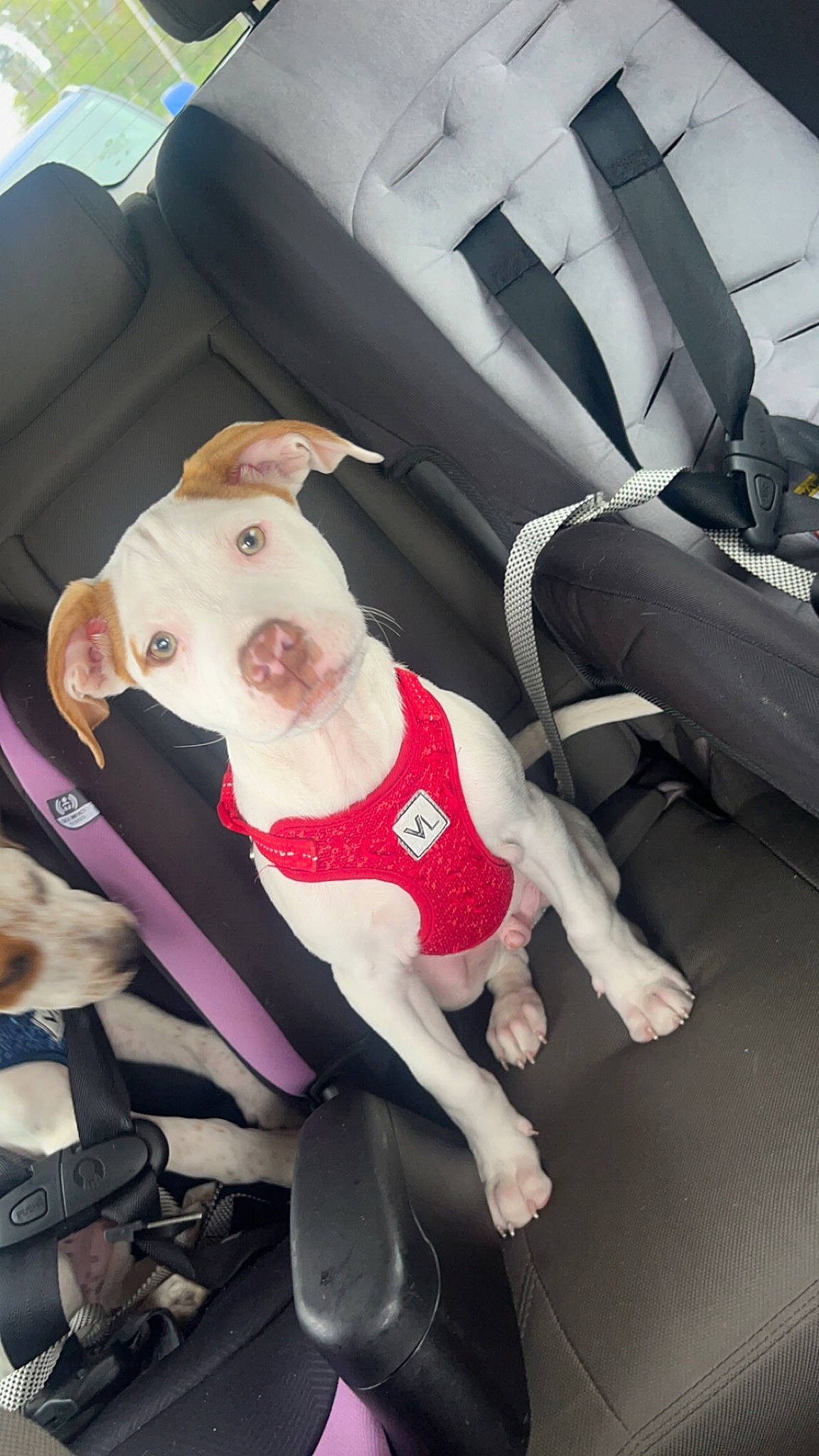Atlas joined the competition — help win amazing prizes! auto_part, automotive_design, automotive_exterior, car_seat, car_seat_cover, carnivore, collar, companion_dog, dog, dog_breed, dog_clothes, family_car, fawn, motor_vehicle, personal_luxury_car, seat_belt, steering_wheel, vehicle, vehicle_door, working_animal