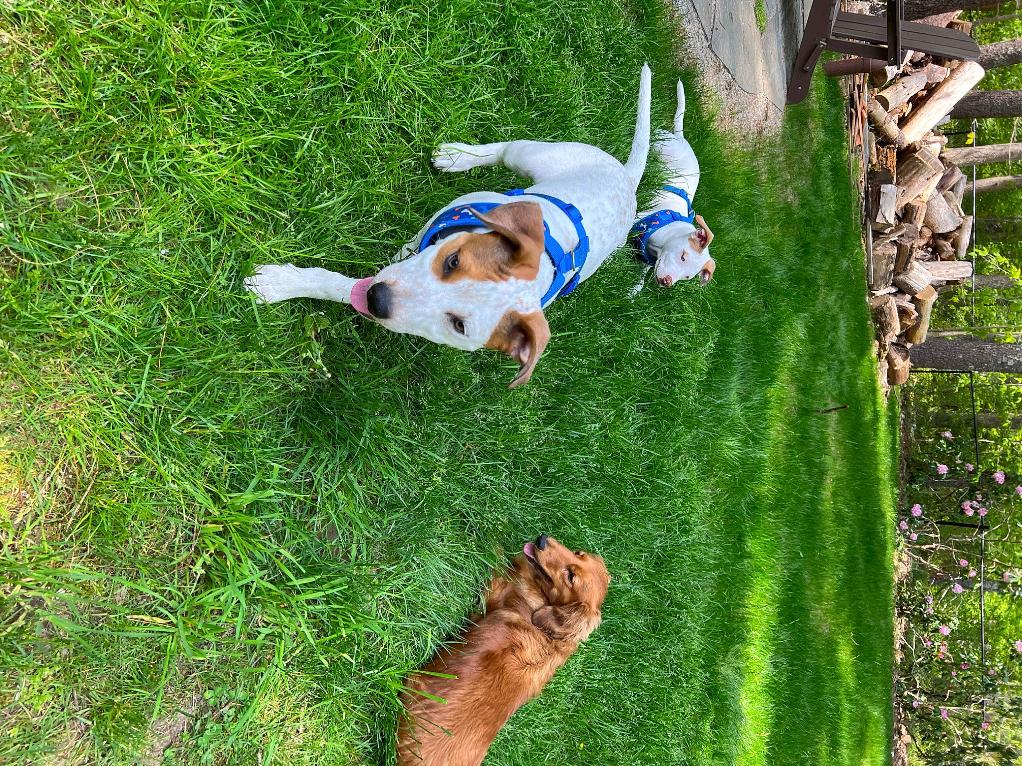 Rossi joined the competition — help win amazing prizes! canidae, carnivore, companion_dog, dog, dog_breed, fawn, fun, grass, grass_family, green, groundcover, lawn, leisure, pasture, people_in_nature, plant, sporting_group, tail, tree, wood