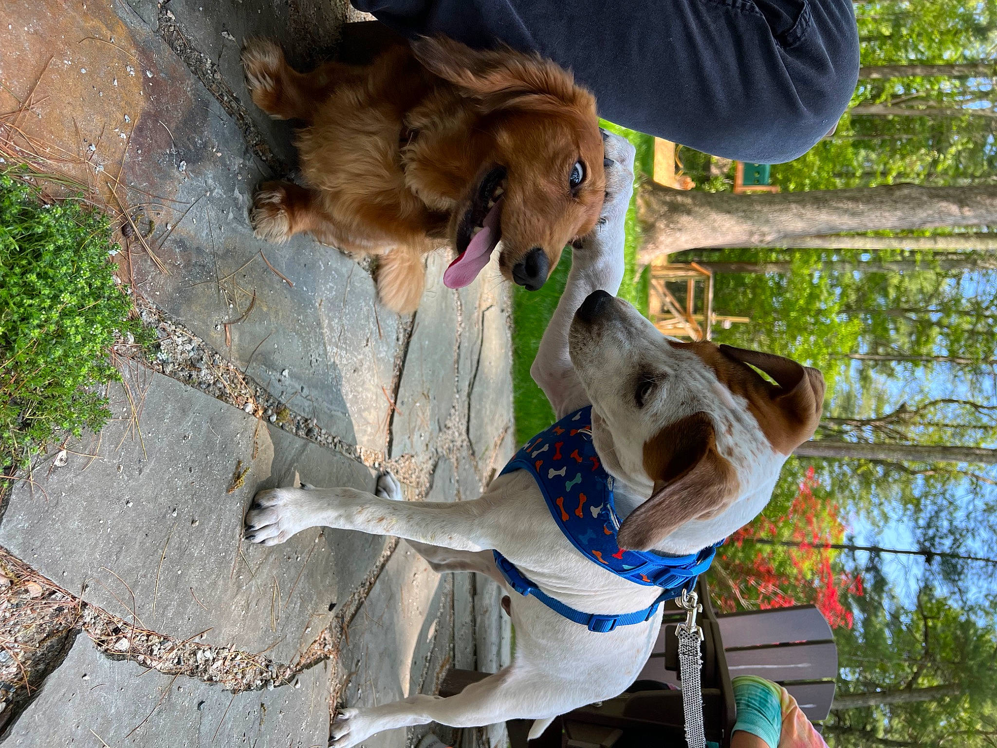 Rossi is registered to the contest to win money with this photo: adventure, canidae, carnivore, collar, companion_dog, dog, dog_breed, dog_collar, dog_supply, fawn, fun, fur, leash, liver, pet_supply, plant, snout, sporting_group, tree, working_animal